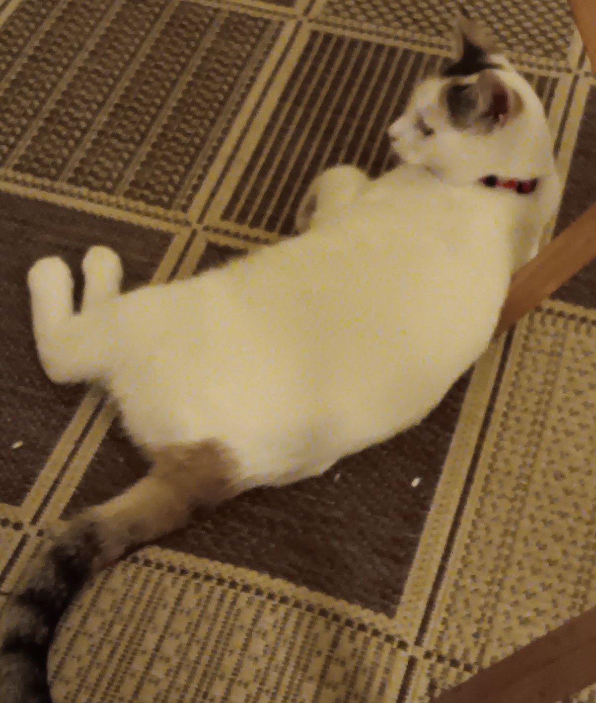 Honey photo 2