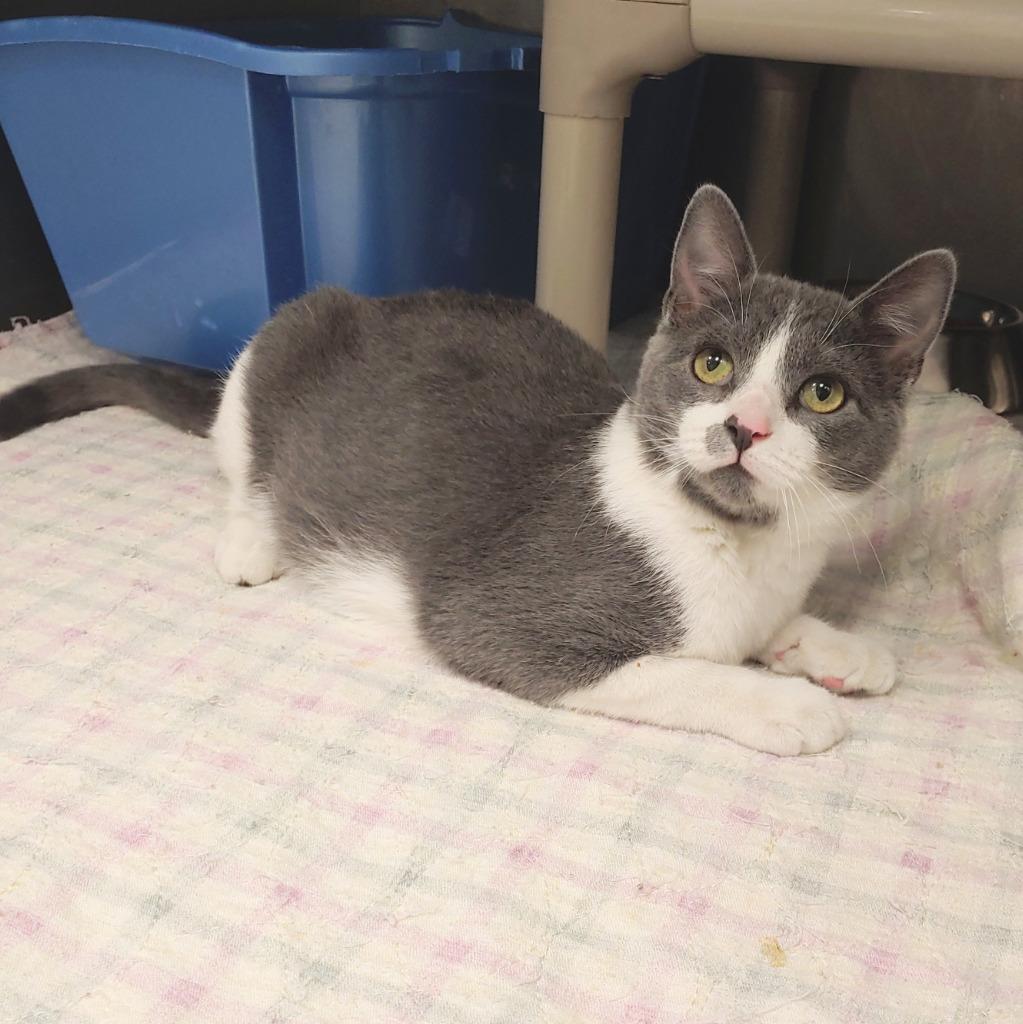 Marshall, Adopted, Adult Male Domestic Short Hair.