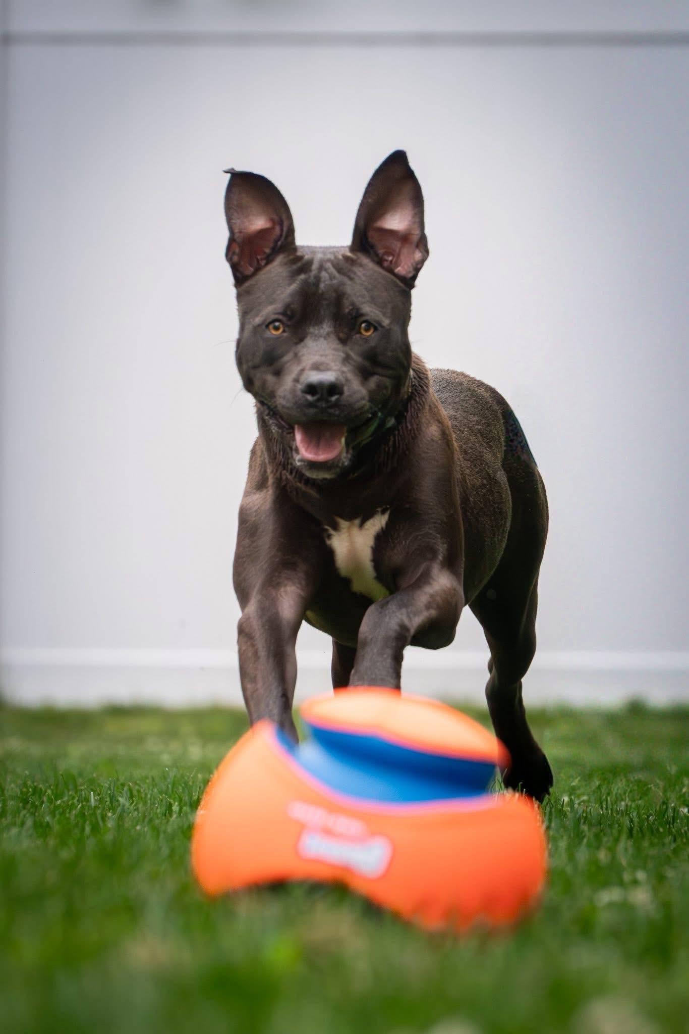 Bo - Loving and Loyal, a ADOPTABLE mixed breed in Watertown, CT image 3/6