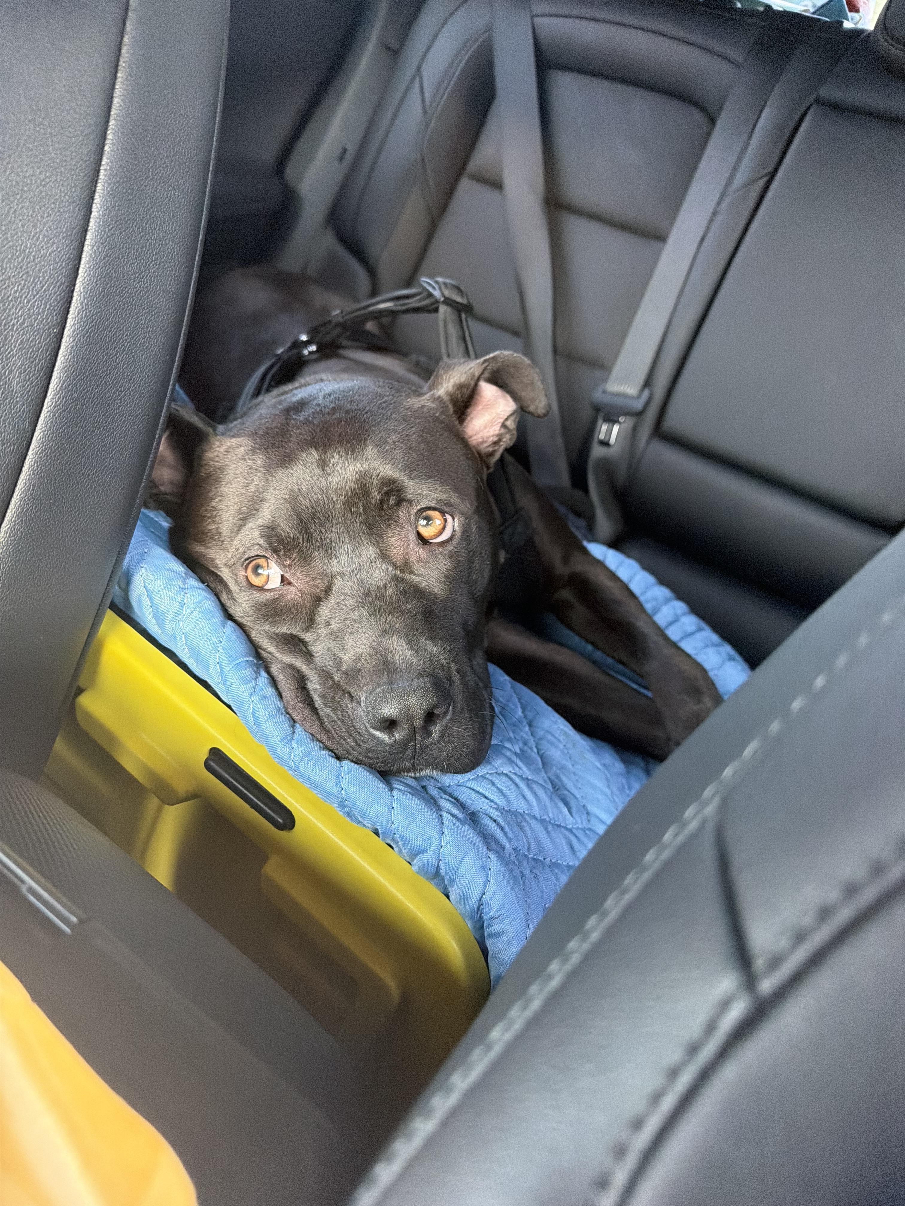 Bo - Loving and Loyal, a ADOPTABLE mixed breed in Watertown, CT image 4/6
