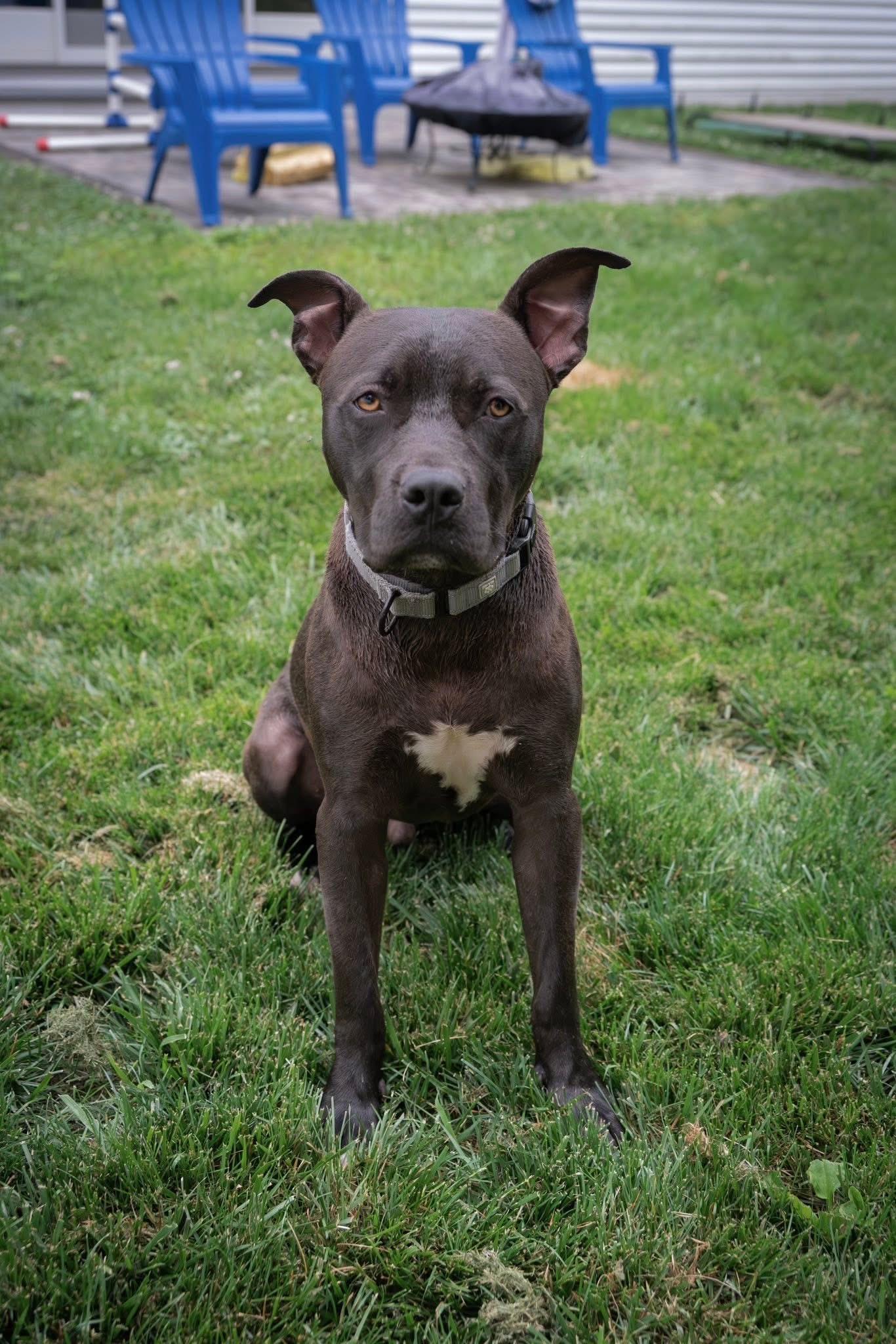Bo - Loving and Loyal, a ADOPTABLE mixed breed in Watertown, CT image 5/6