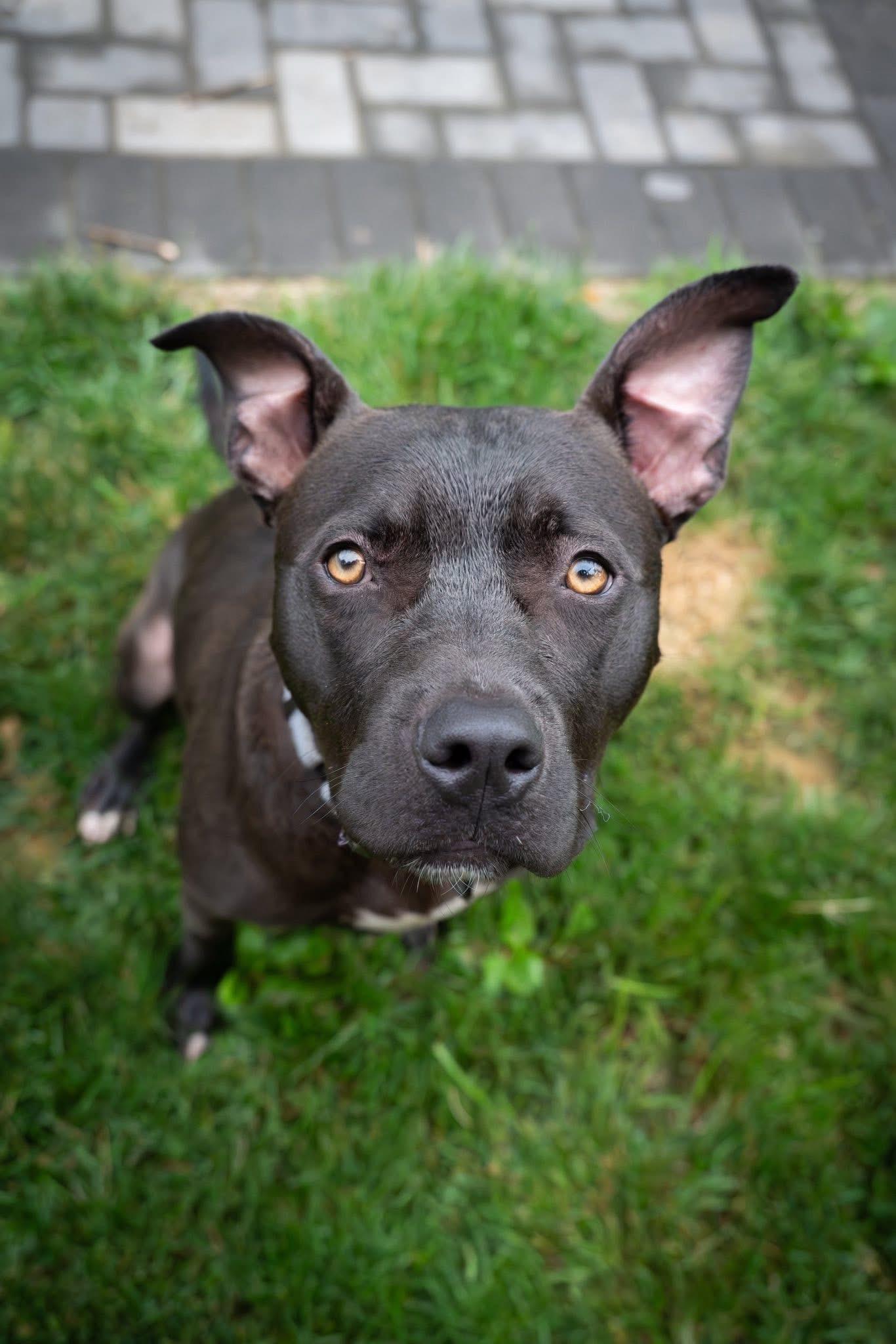 Bo - Loving and Loyal, a ADOPTABLE mixed breed in Watertown, CT image 1/6