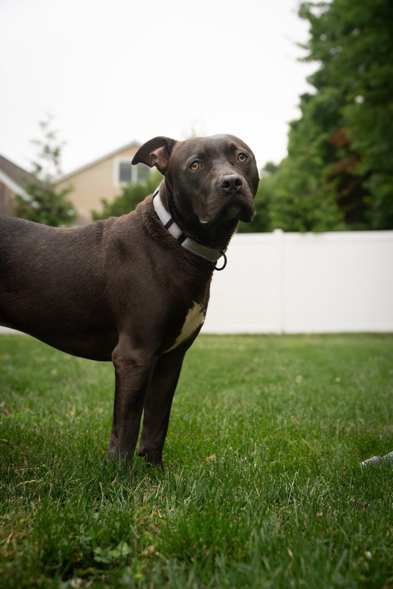Bo - Loving and Loyal, a ADOPTABLE mixed breed in Watertown, CT image 6/6