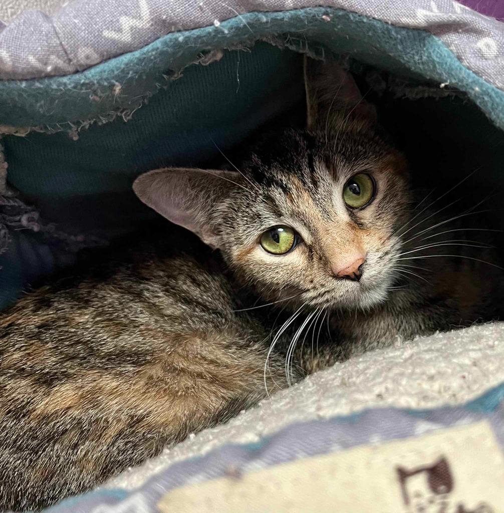 Enlarge Wakko, a ADOPTABLE Domestic Short Hair in New Philadelphia, OH image 1/1