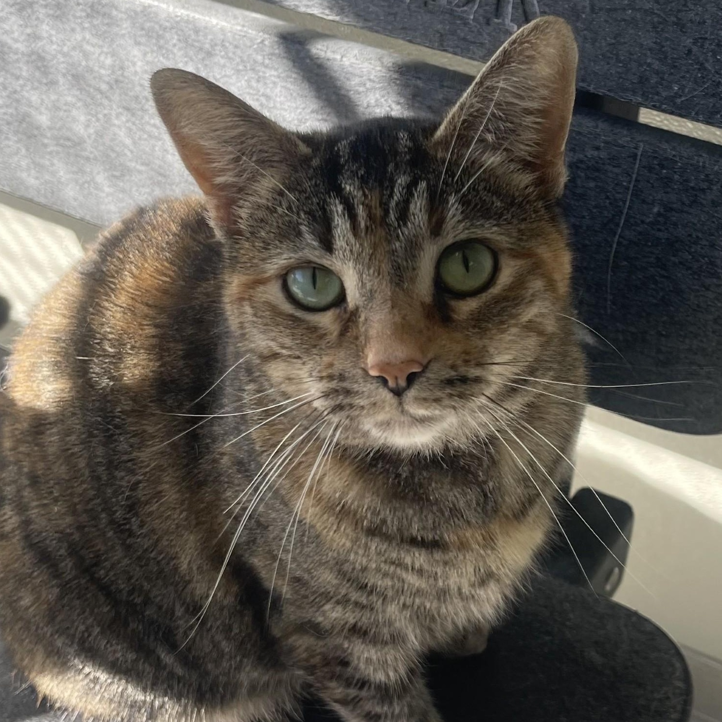 Wakko, Adoptable, Young Female Domestic Short Hair.