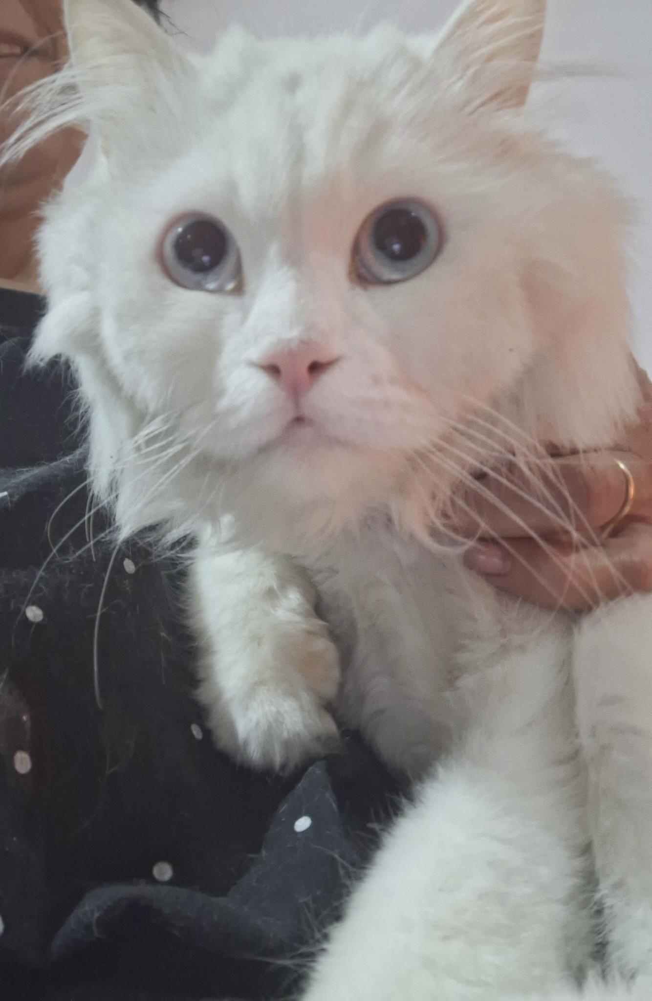 Enlarge Jake J., a Adoptable mixed breed in Brampton, ON image 4/4