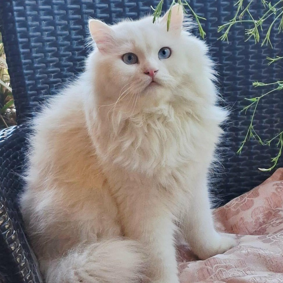 Enlarge Jake J., a Adoptable mixed breed in Brampton, ON image 3/4