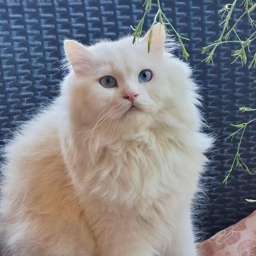 Jake J., Adoptable, Adult Male Turkish Angora.