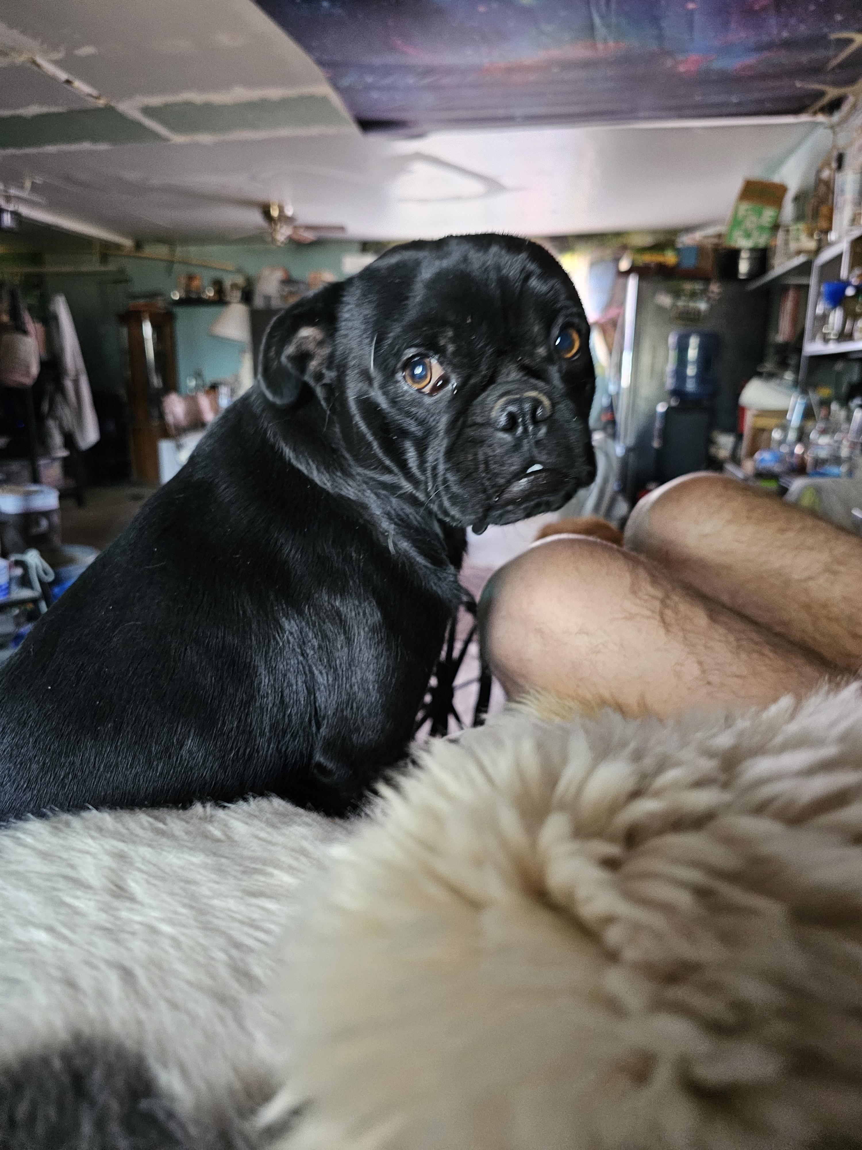 Mouse, a ADOPTABLE Pug in Phelan, CA image 3/4