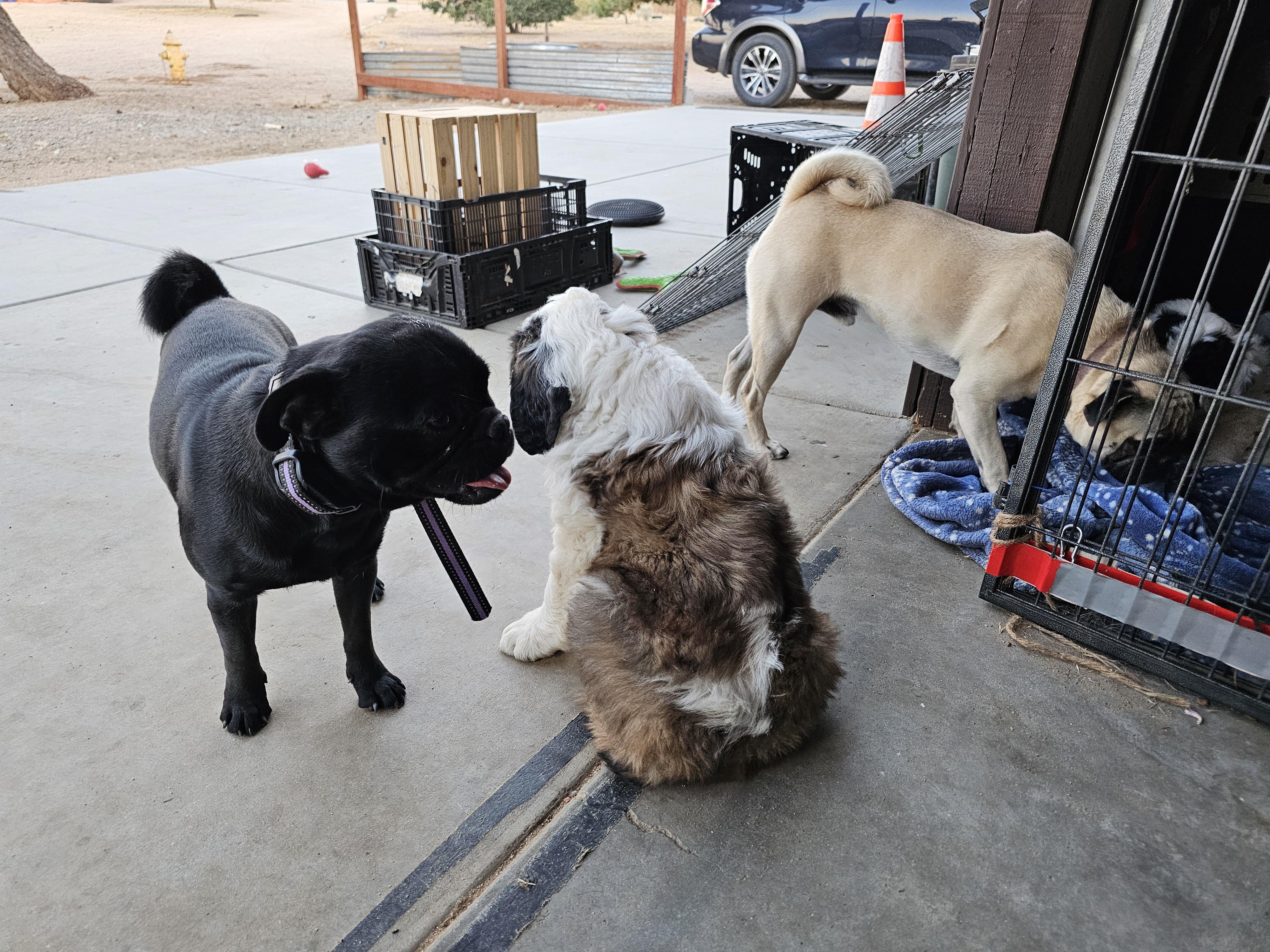 Mouse, a ADOPTABLE Pug in Phelan, CA image 2/4