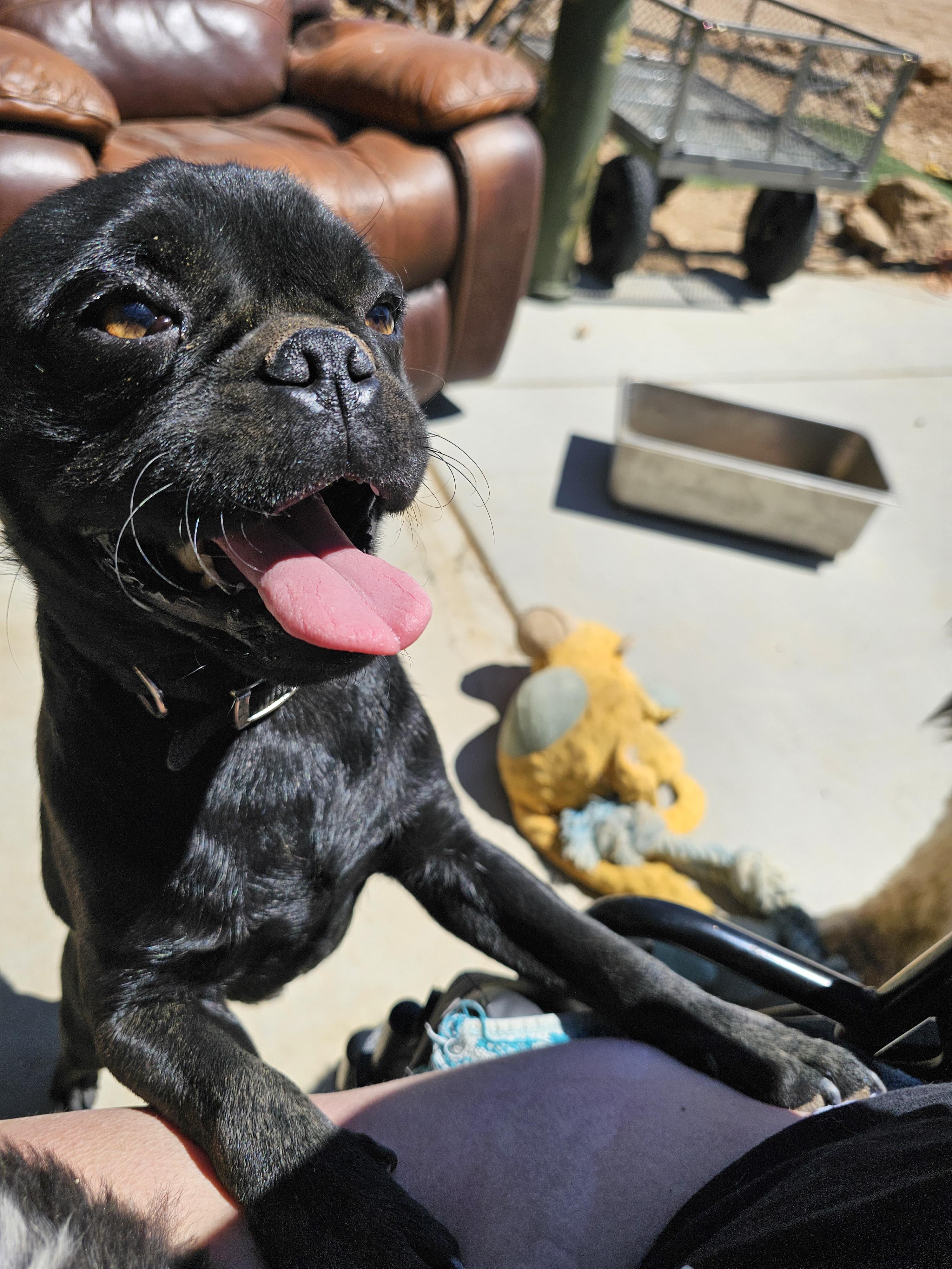 Mouse, a ADOPTABLE Pug in Phelan, CA image 1/4