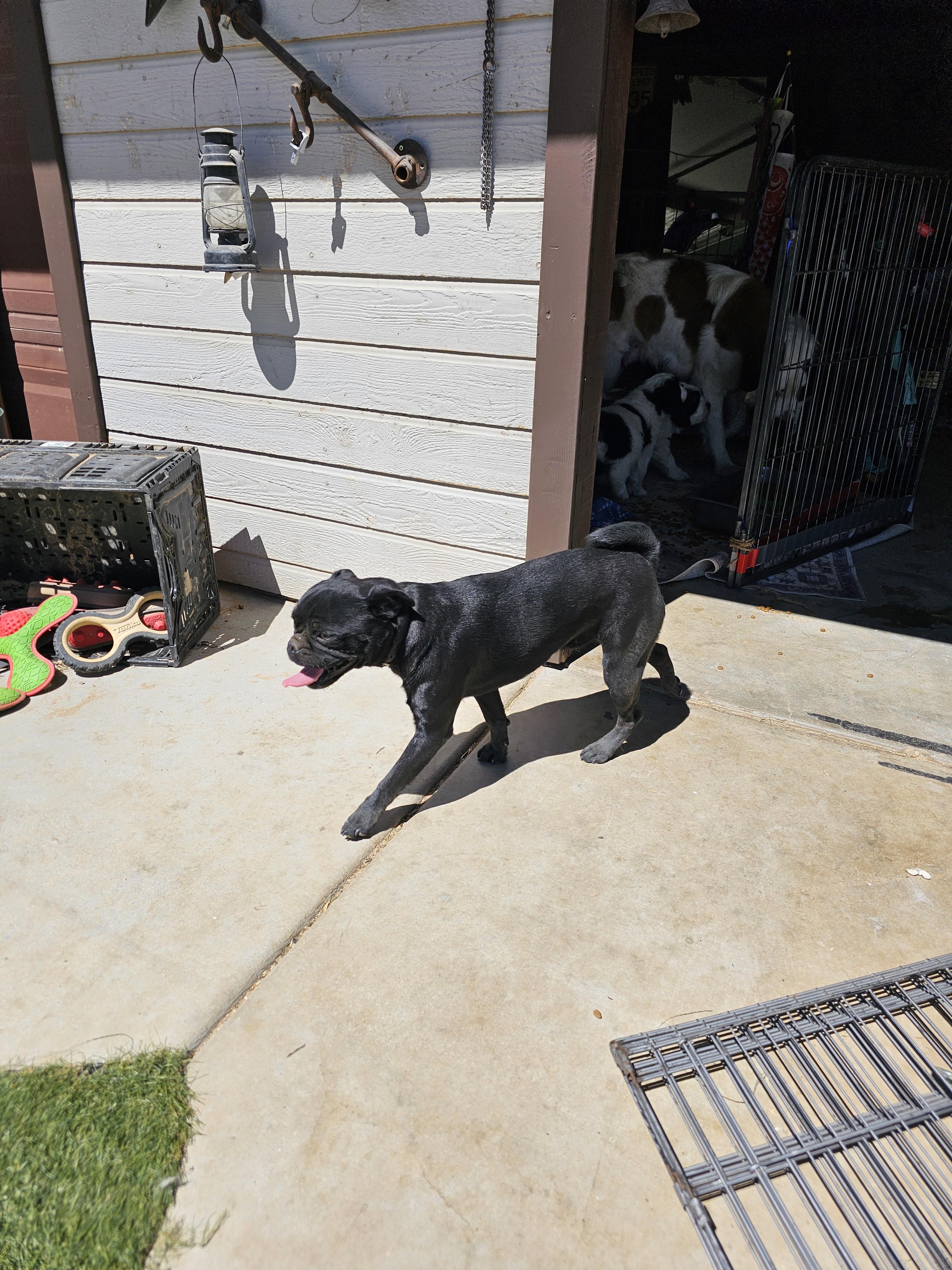 Mouse, a ADOPTABLE Pug in Phelan, CA image 4/4