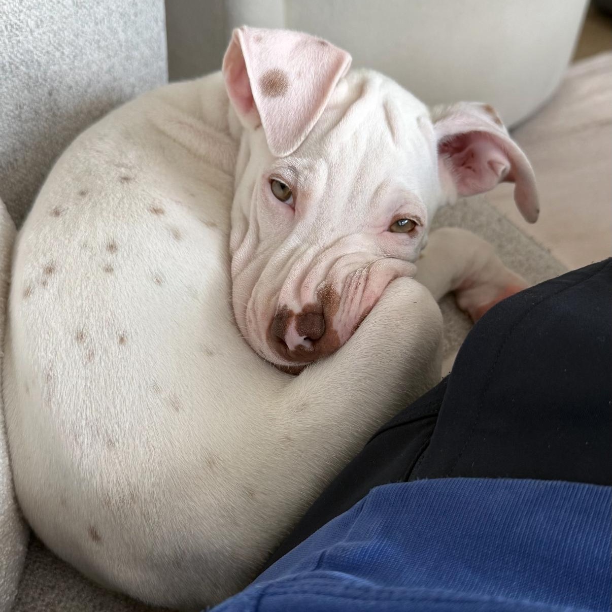 Dewey, The Curious Brother, a Adoptable mixed breed in NEWARK, NJ image 2/6