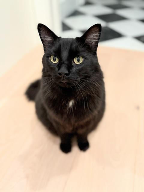 Enlarge Prince, a ADOPTABLE Domestic Medium Hair in BURNABY, BC image 1/1