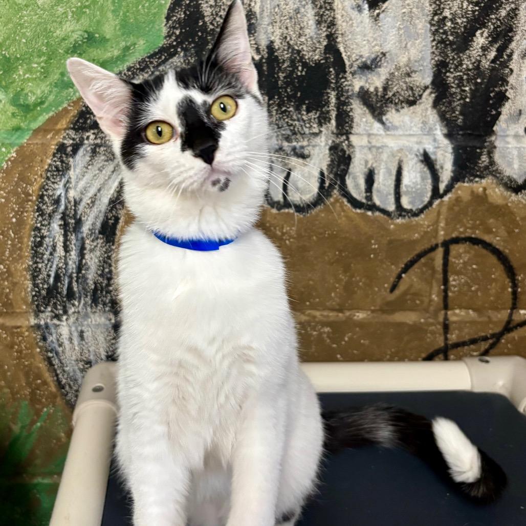 Anubis, Adoptable, Young Male Domestic Short Hair.