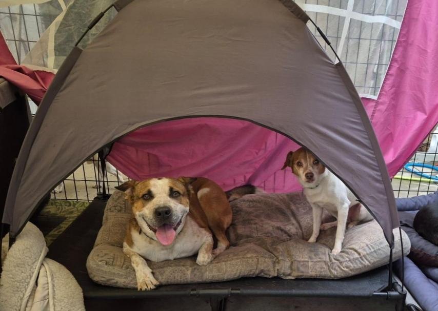 Seth, Beagle Jack Russell!