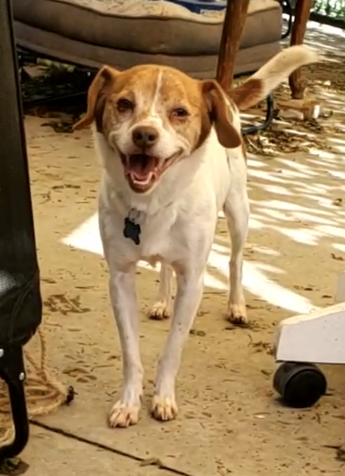 Seth, Beagle Jack Russell!