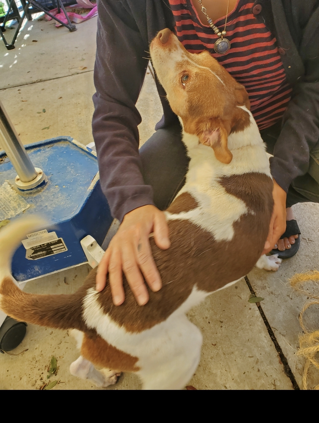 Seth, Beagle Jack Russell!