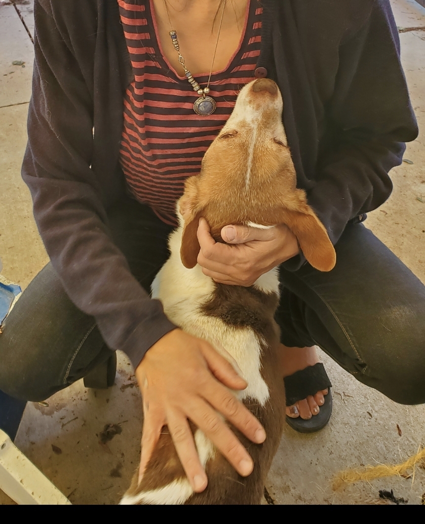 Seth, Beagle Jack Russell!