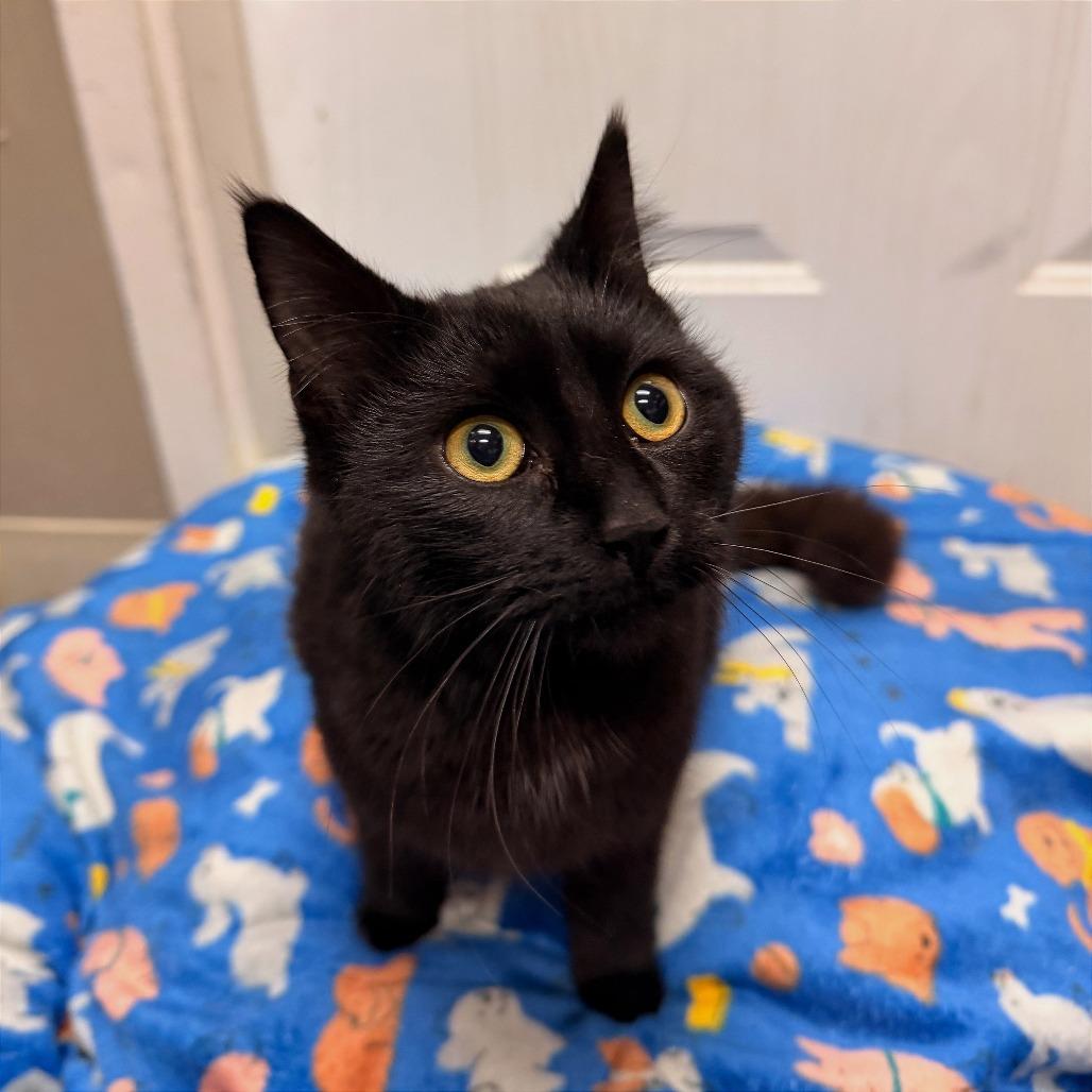 Judy Bloom, Adoptable, Young Female Domestic Short Hair.