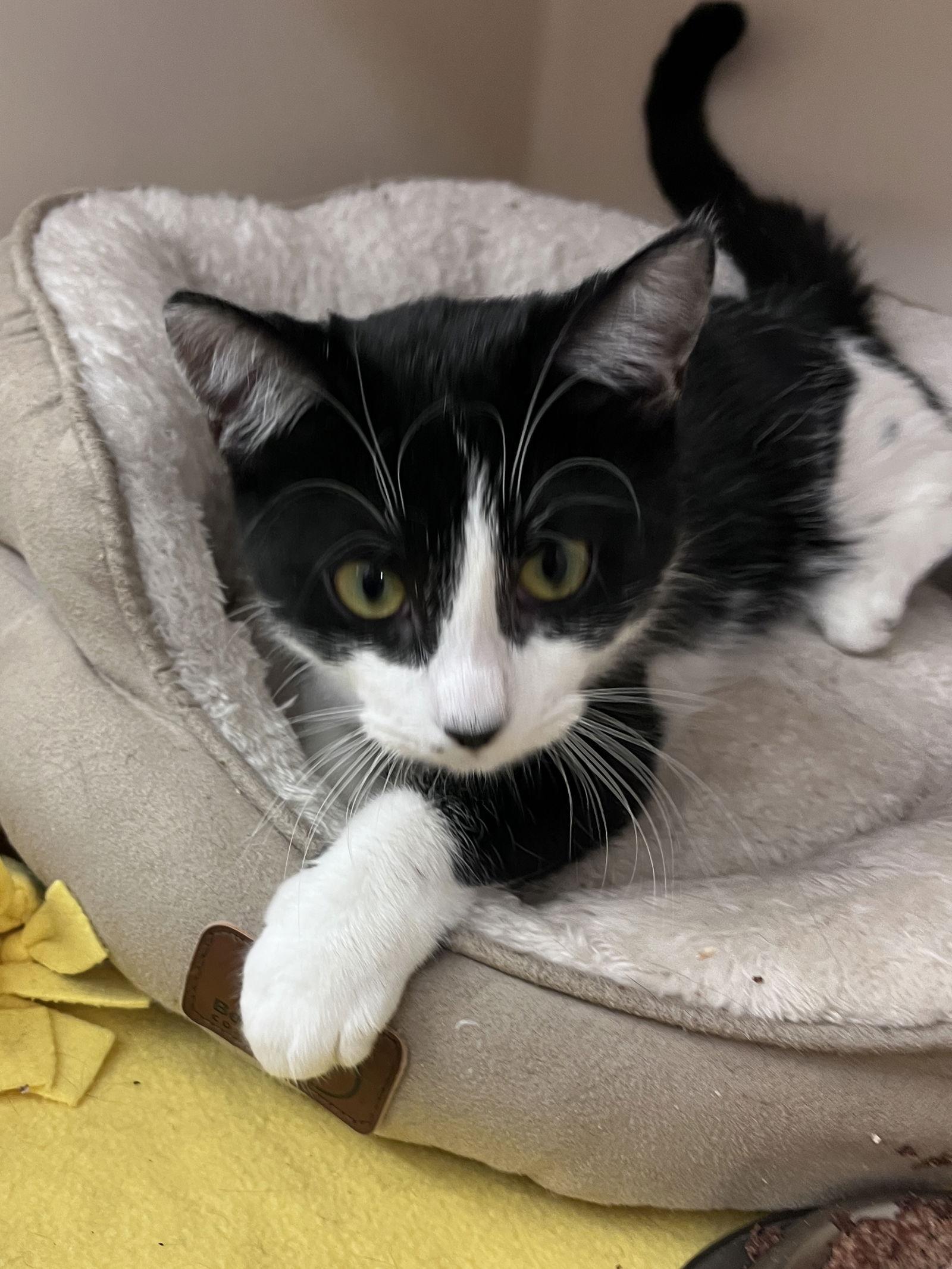 Enlarge Calypso KITTEN RM, a Adopted Domestic Short Hair in Rockaway, NJ image 1/2