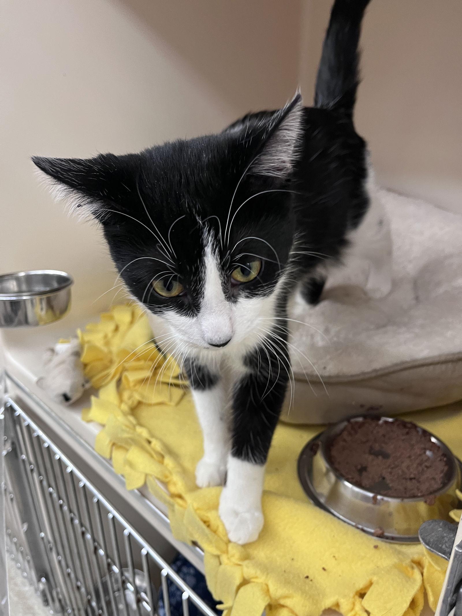 Enlarge Calypso KITTEN RM, a Adopted Domestic Short Hair in Rockaway, NJ image 2/2