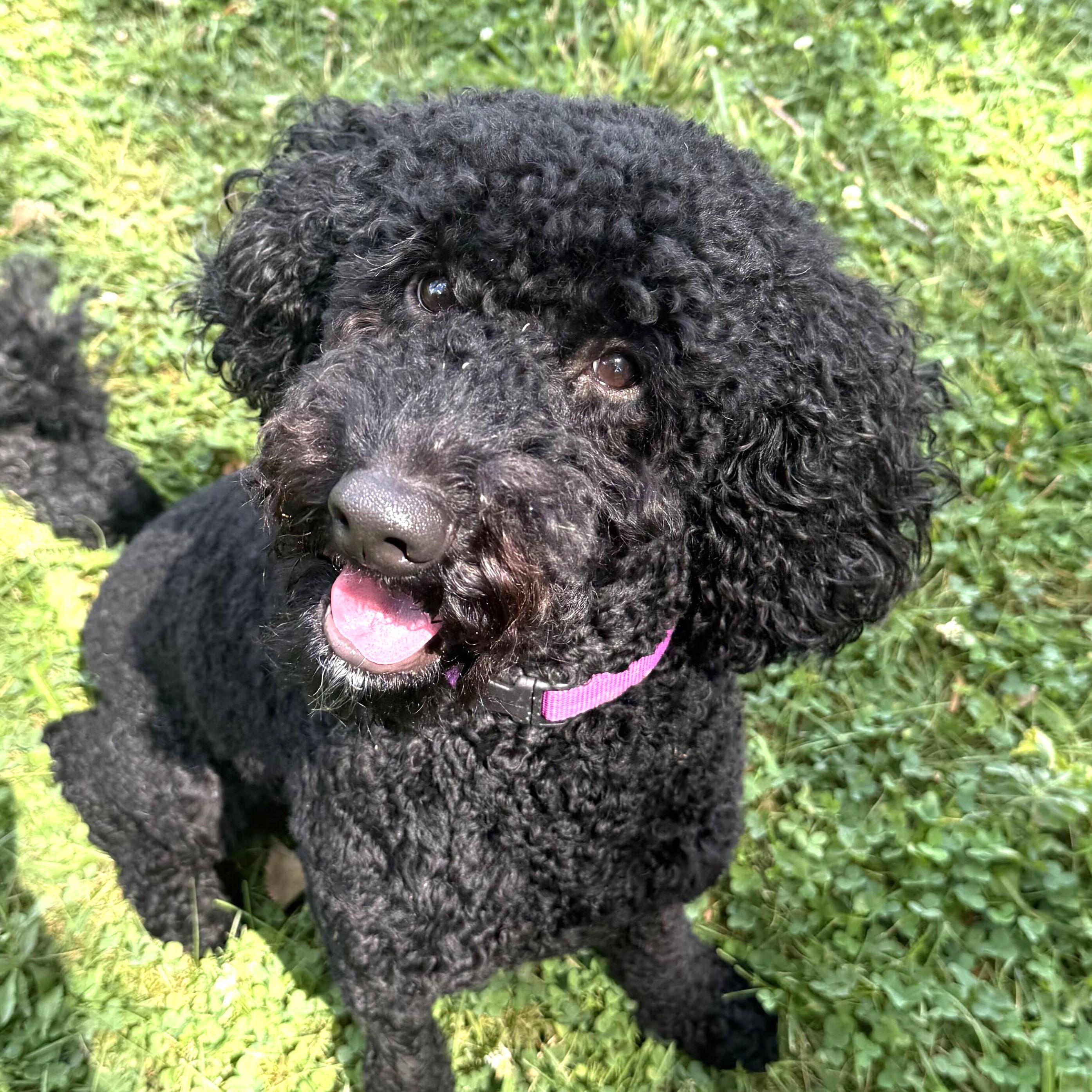 Lazy Susan, an adopted mixed breed in Grayslake, IL image 1/4