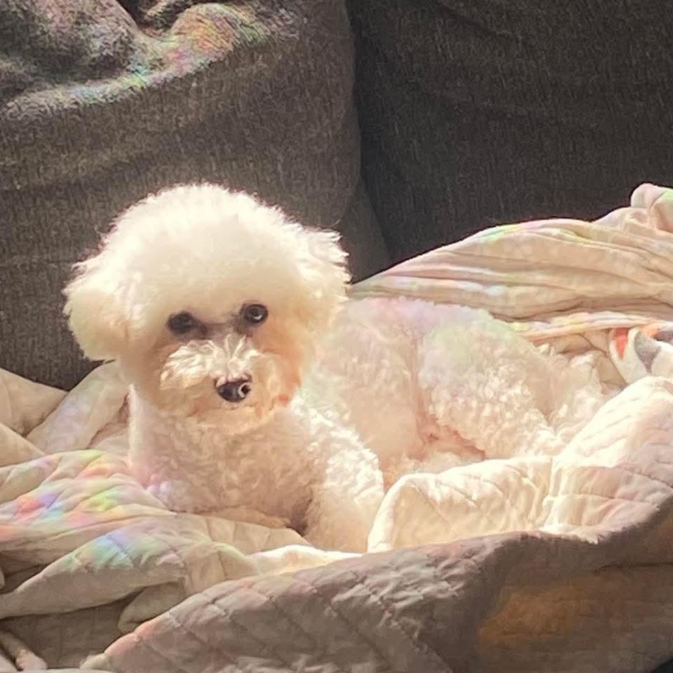 Enlarge Viola , a ADOPTABLE Bichon Frise in East Peoria, IL image 6/6