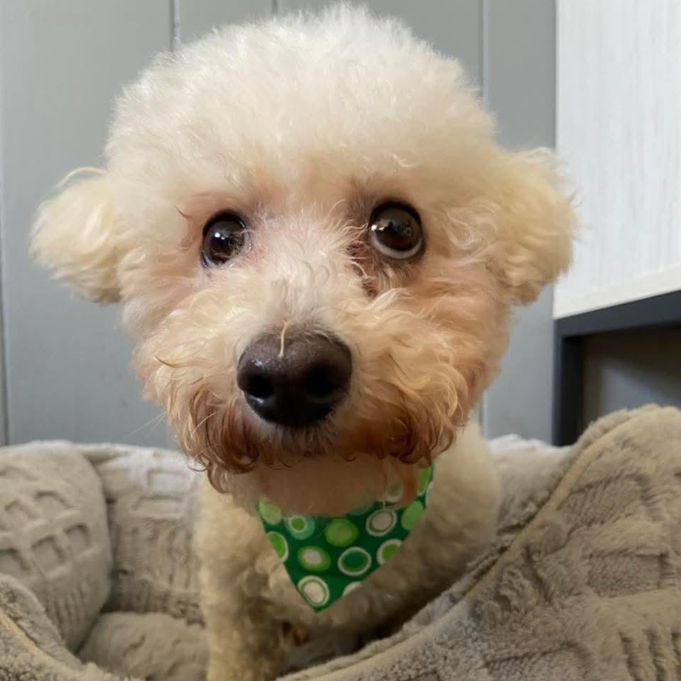 Enlarge Viola , a ADOPTABLE Bichon Frise in East Peoria, IL image 4/4