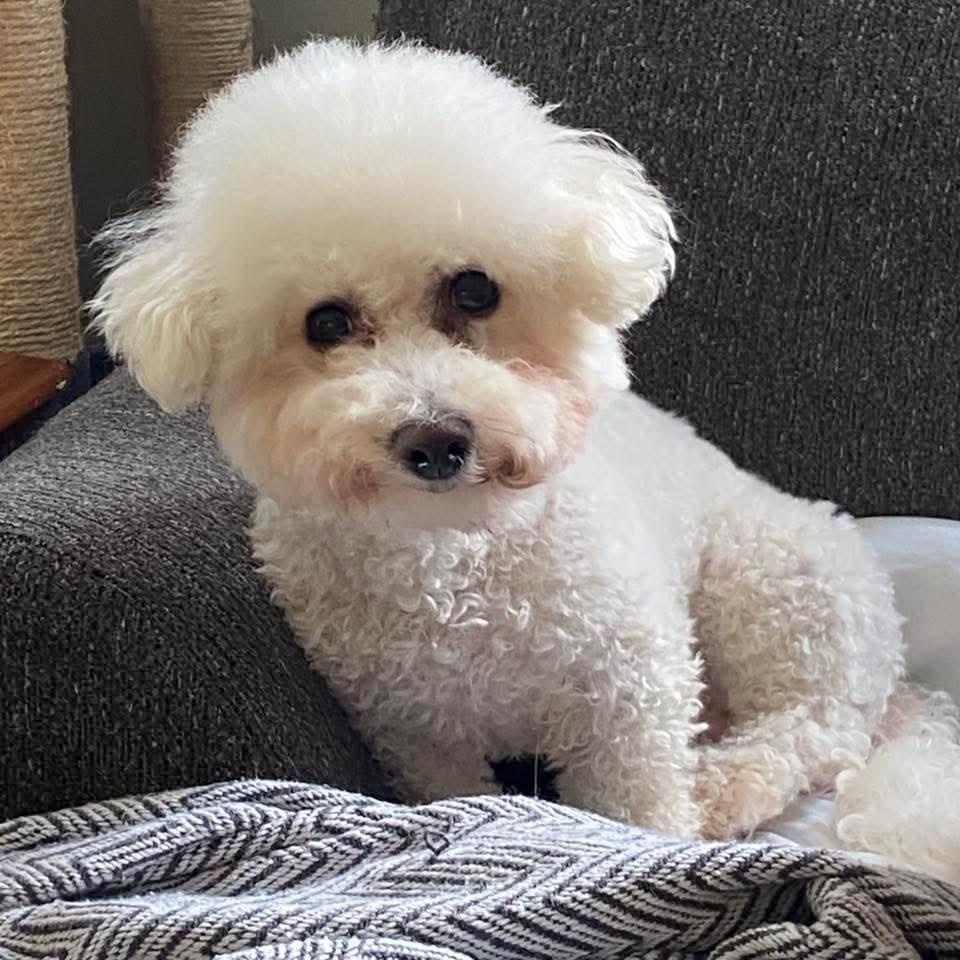 Enlarge Viola , a ADOPTABLE Bichon Frise in East Peoria, IL image 5/6