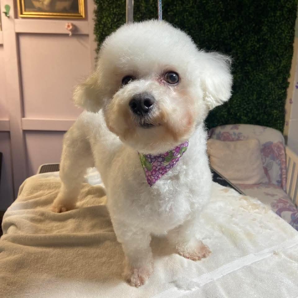 Viola , ADOPTABLE, Adult Female Bichon Frise.