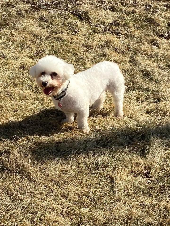 Enlarge Viola , a ADOPTABLE Bichon Frise in East Peoria, IL image 3/4