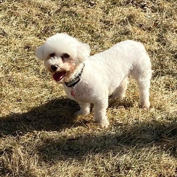 Enlarge Viola , a ADOPTABLE Bichon Frise in East Peoria, IL image 4/6