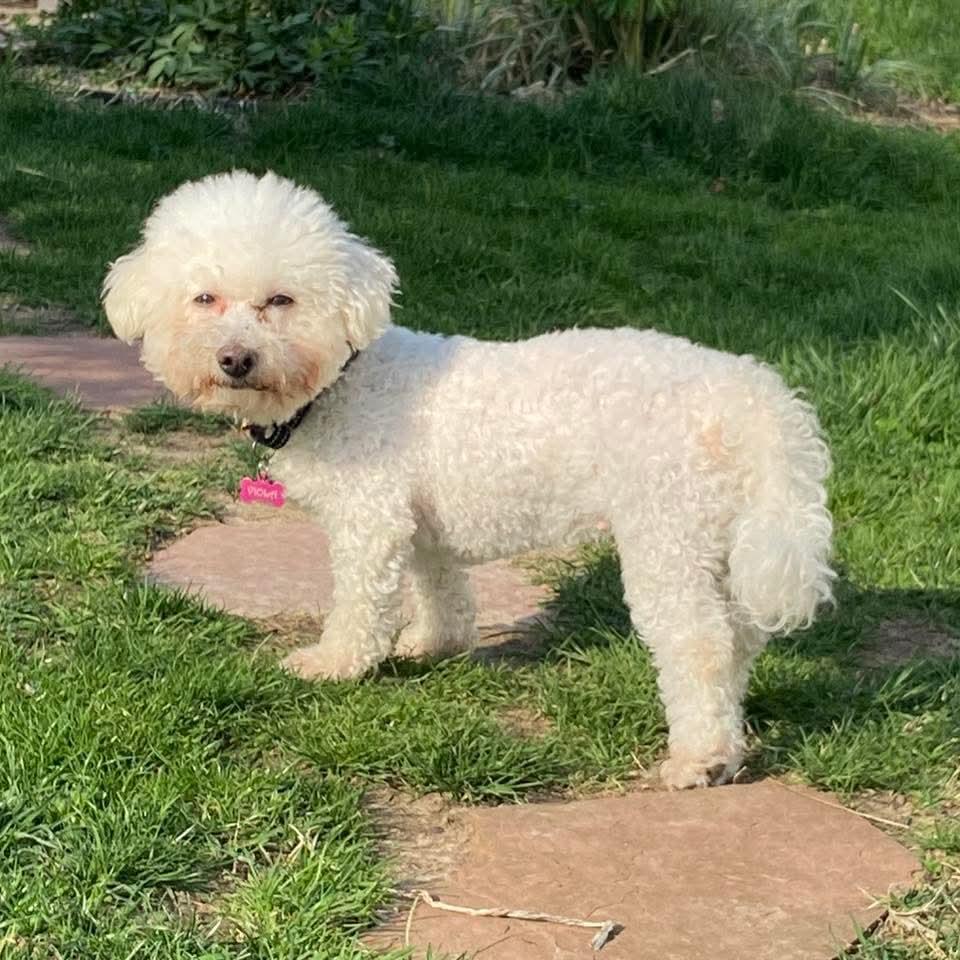 Viola , ADOPTABLE, Adult Female Bichon Frise.