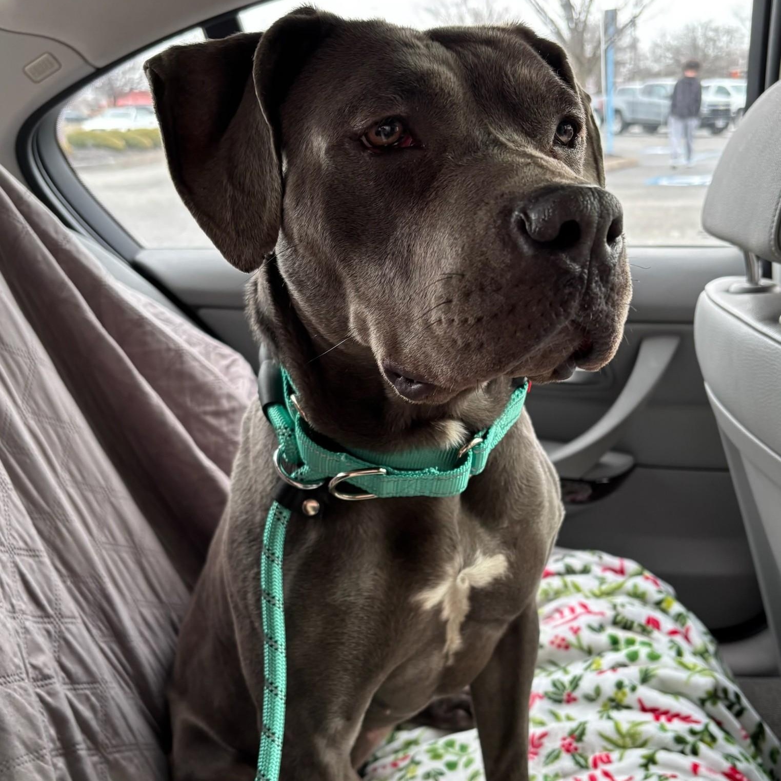 Saphira