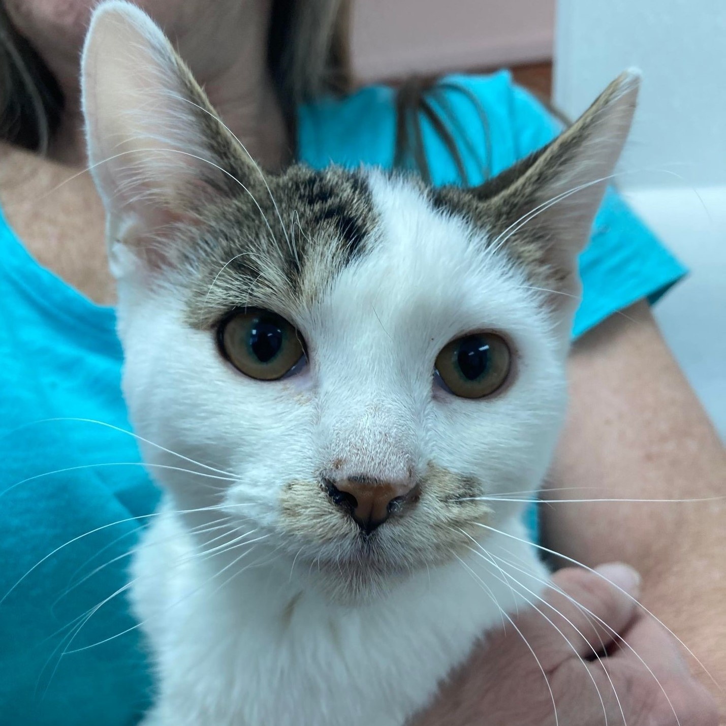 Sprite, Adoptable, Young Female Domestic Short Hair.