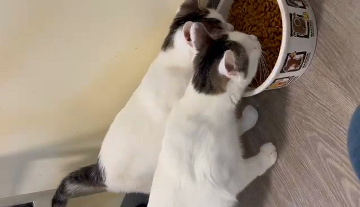 Enlarge Sprite, a Adoptable Domestic Short Hair in Kankakee, IL video 2/2