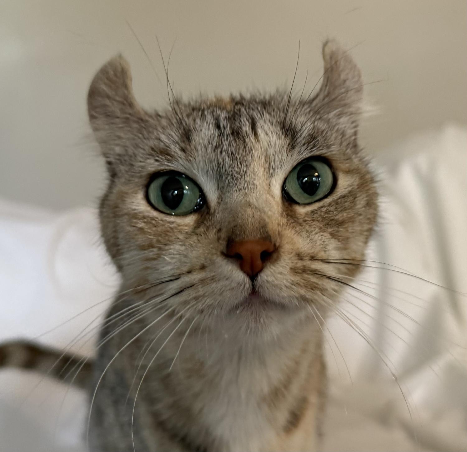 CHIANTI, ADOPTABLE, Adult Female American Curl.