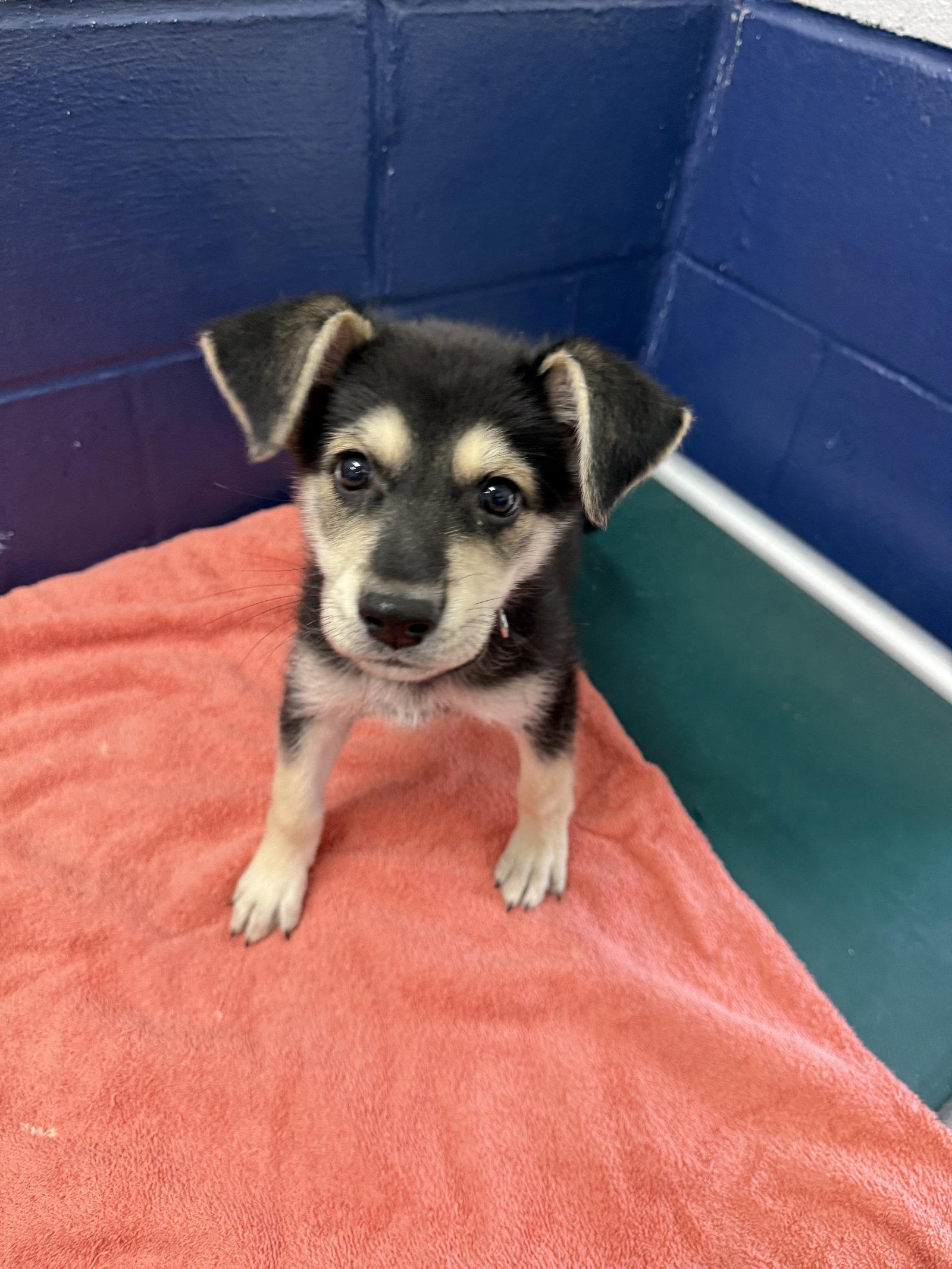 Enlarge Beau 13 weeks AVA 9/23, a Adopted German Shepherd Dog in Sterling, MA image 1/1