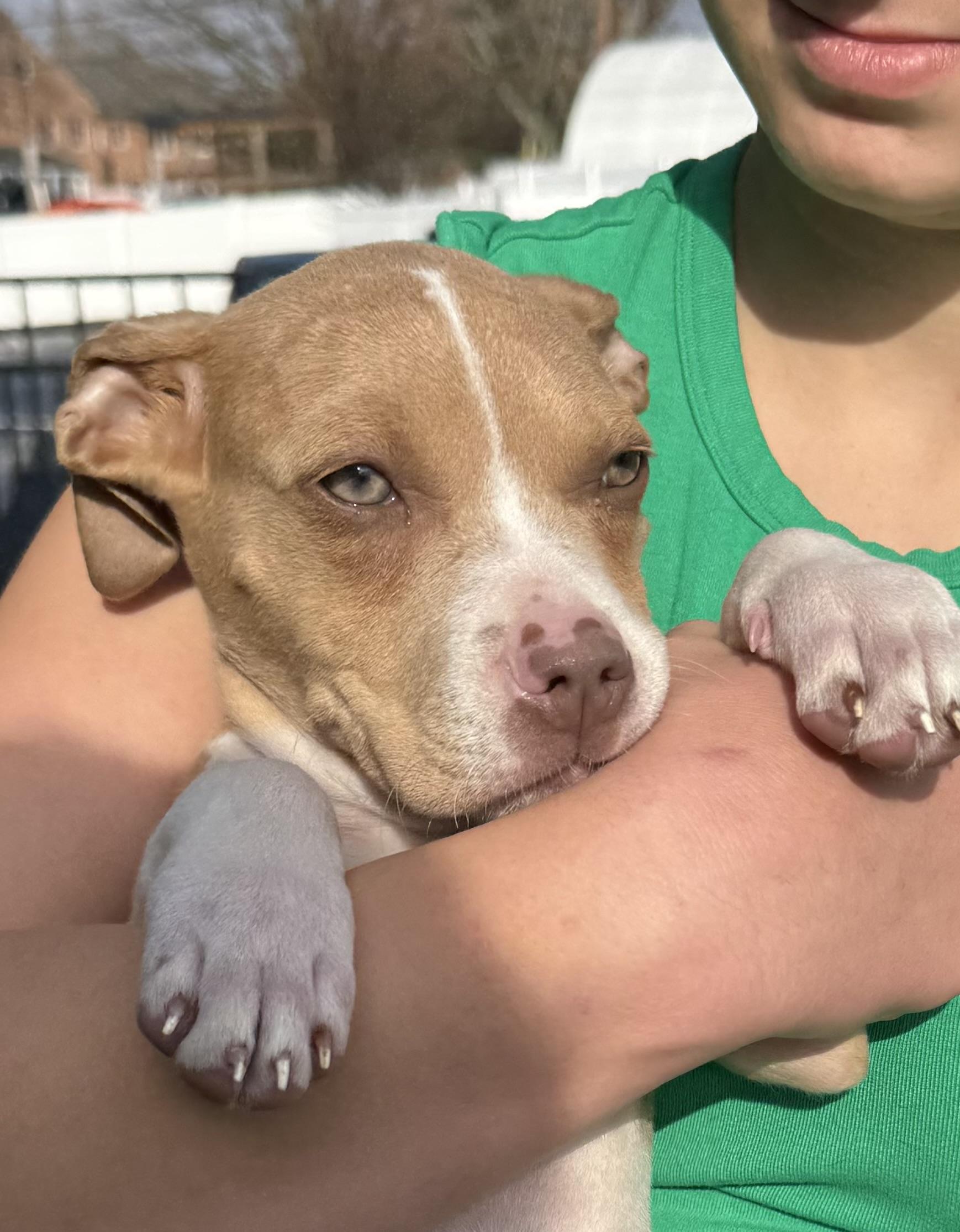 Penelope, adopted, Puppy Female Pit Bull Terrier.