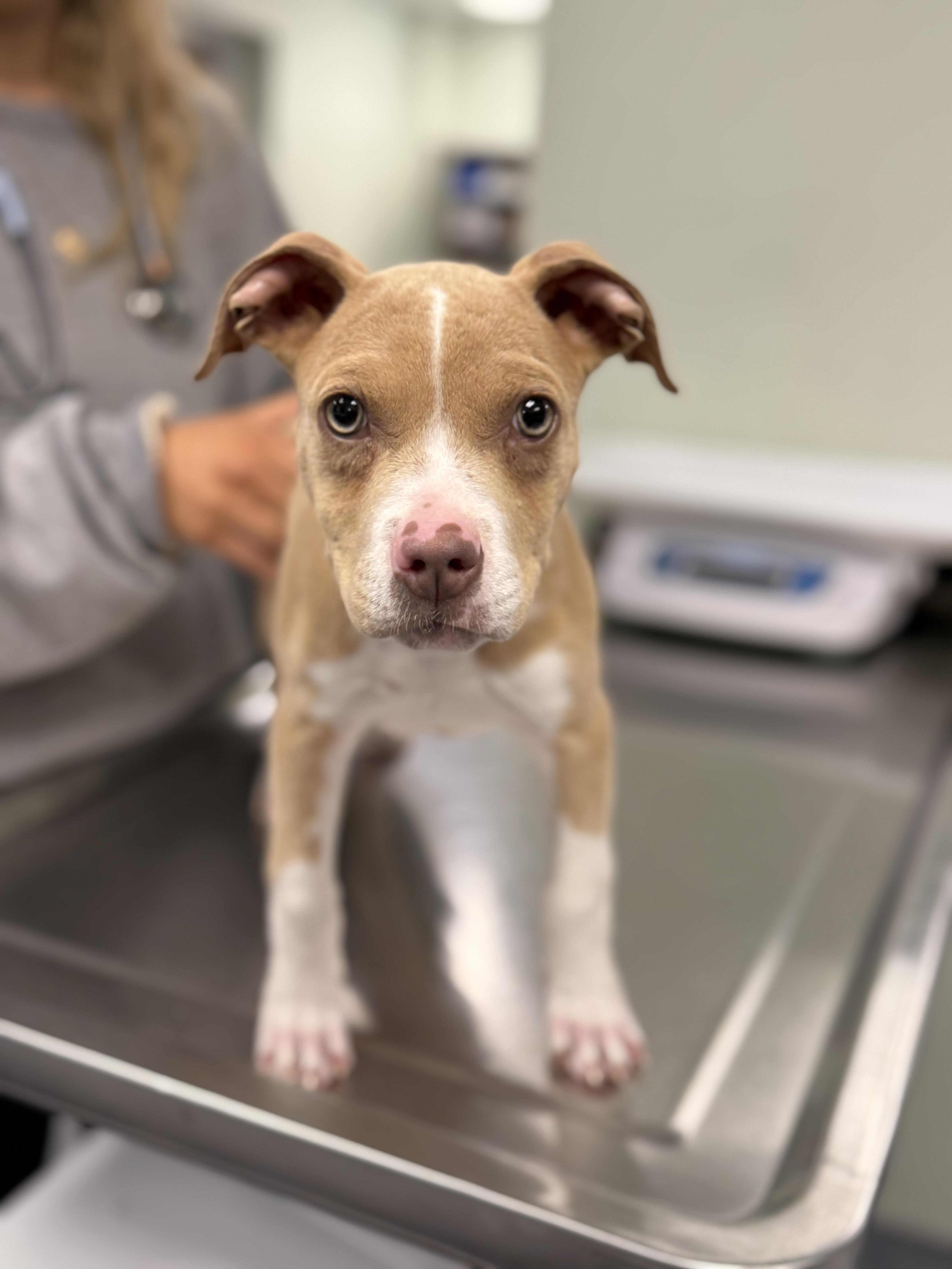 Enlarge Penelope, an adopted mixed breed in Milford, CT image 2/4