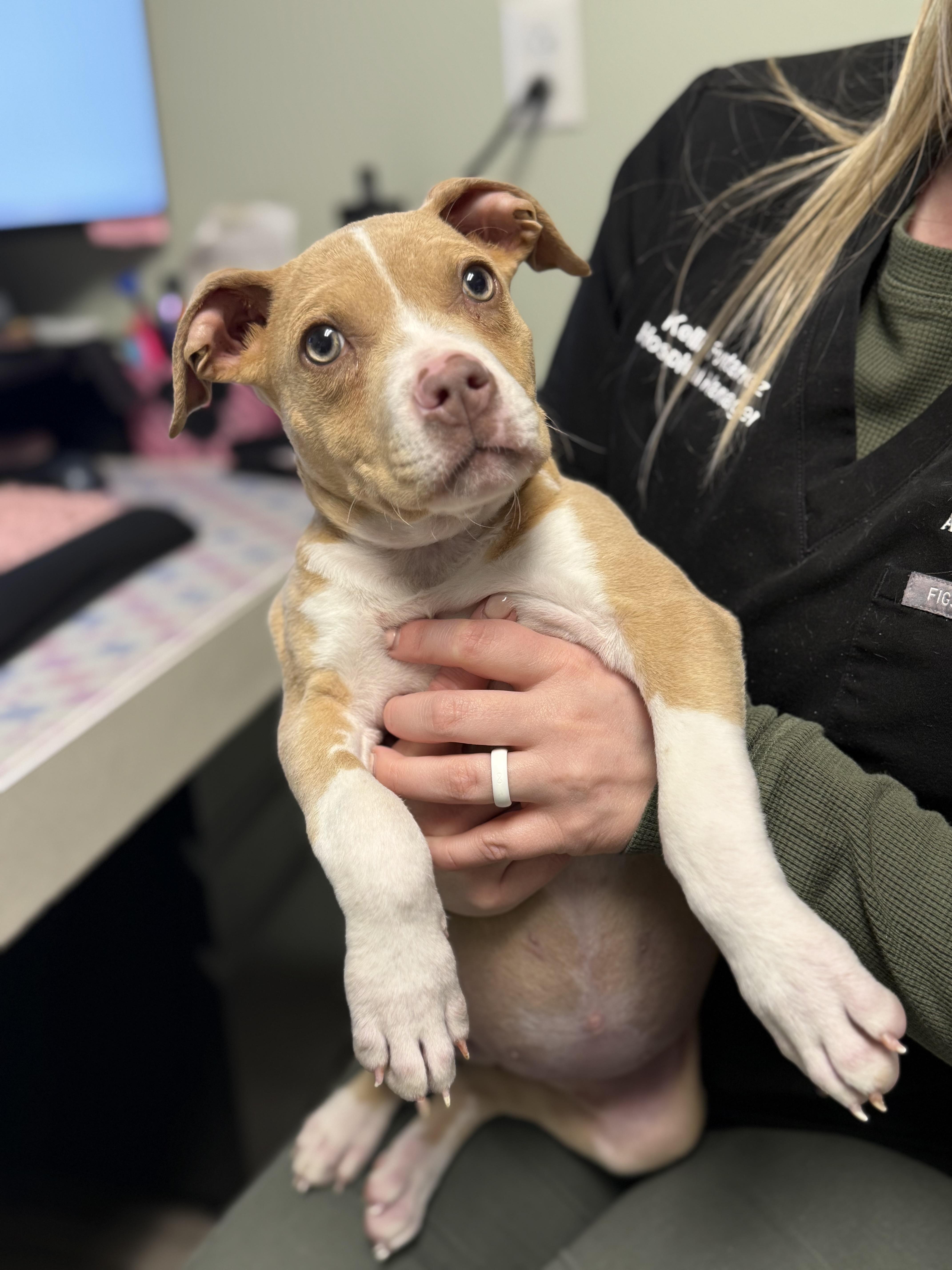 Enlarge Penelope, an adopted mixed breed in Milford, CT image 3/4