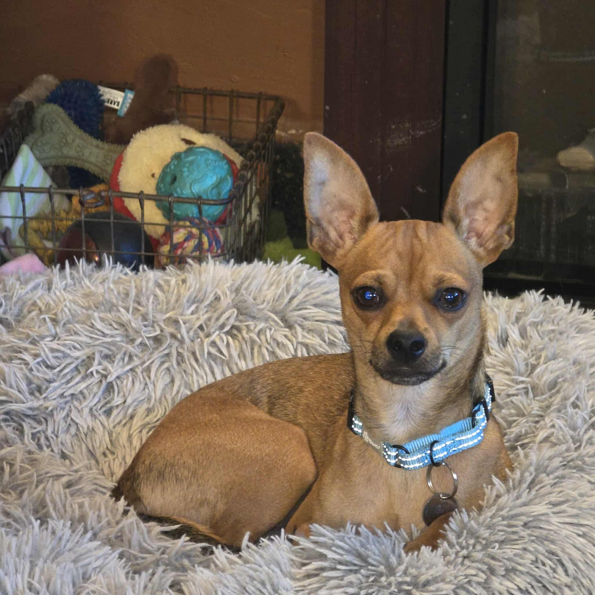 Kimo, adoptable, Adult Male Chihuahua.