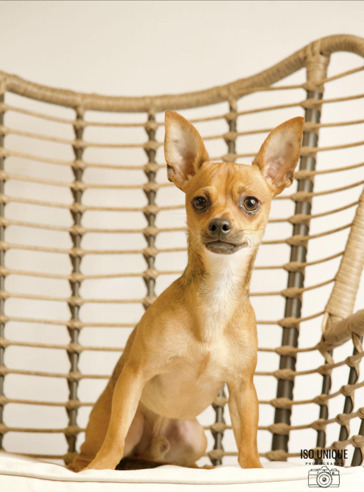 Enlarge Kimo, an adoptable mixed breed in Green Bay, WI image 2/3