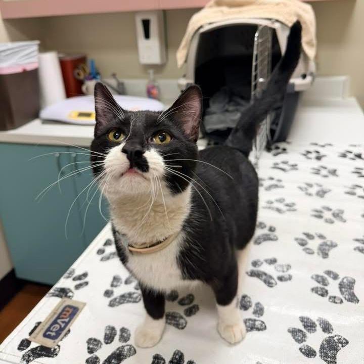 Amigo — thumbnail 2