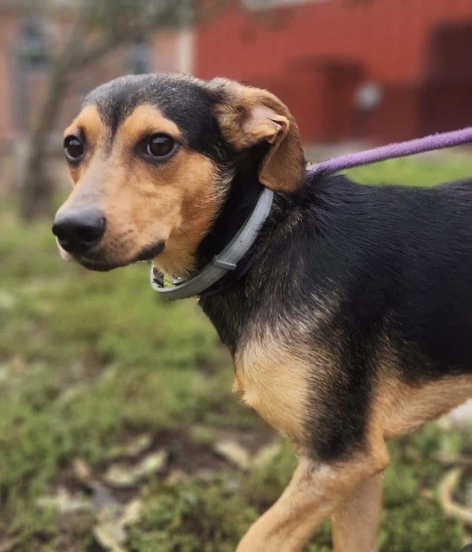 Danny, a Adoptable mixed breed in POTOMAC, MD image 1/6