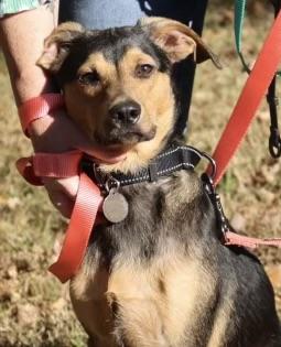 Danny, a Adoptable mixed breed in POTOMAC, MD image 6/6