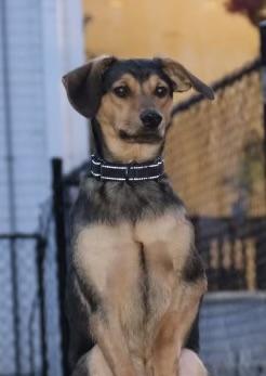 Danny, an adopted mixed breed in POTOMAC, MD image 4/6