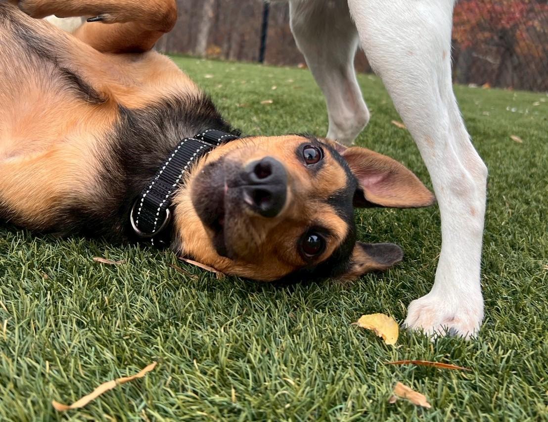 Danny, a Adoptable mixed breed in POTOMAC, MD image 5/6