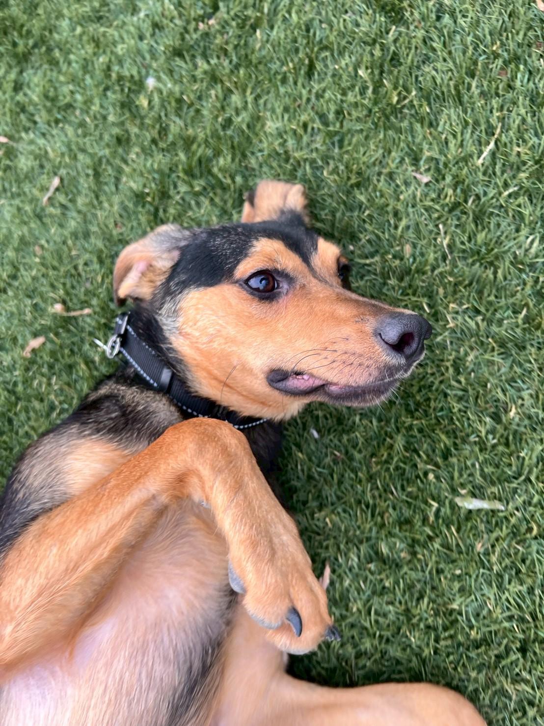 Danny, a Adoptable mixed breed in POTOMAC, MD image 4/6